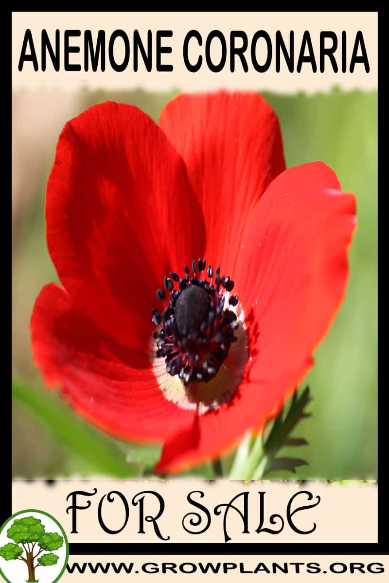 Anemone coronaria for sale