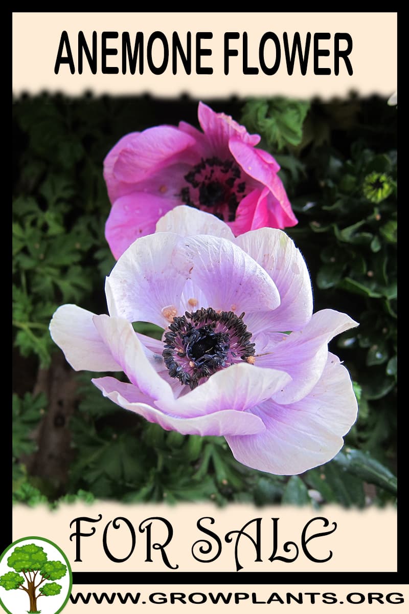 Anemone for sale