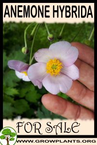 Anemone hybrida for Sale: Pre-Purchase & Growing Guide Anemone hybrida for sale