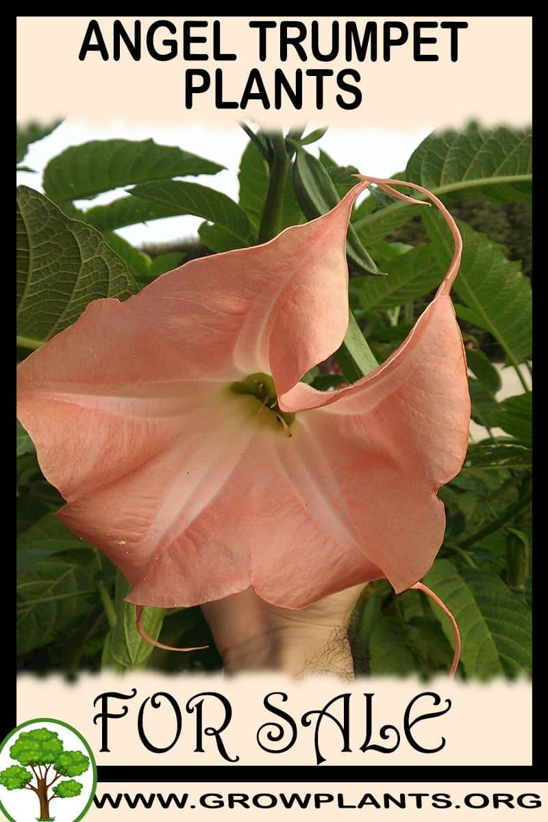 Angel trumpet plants for sale