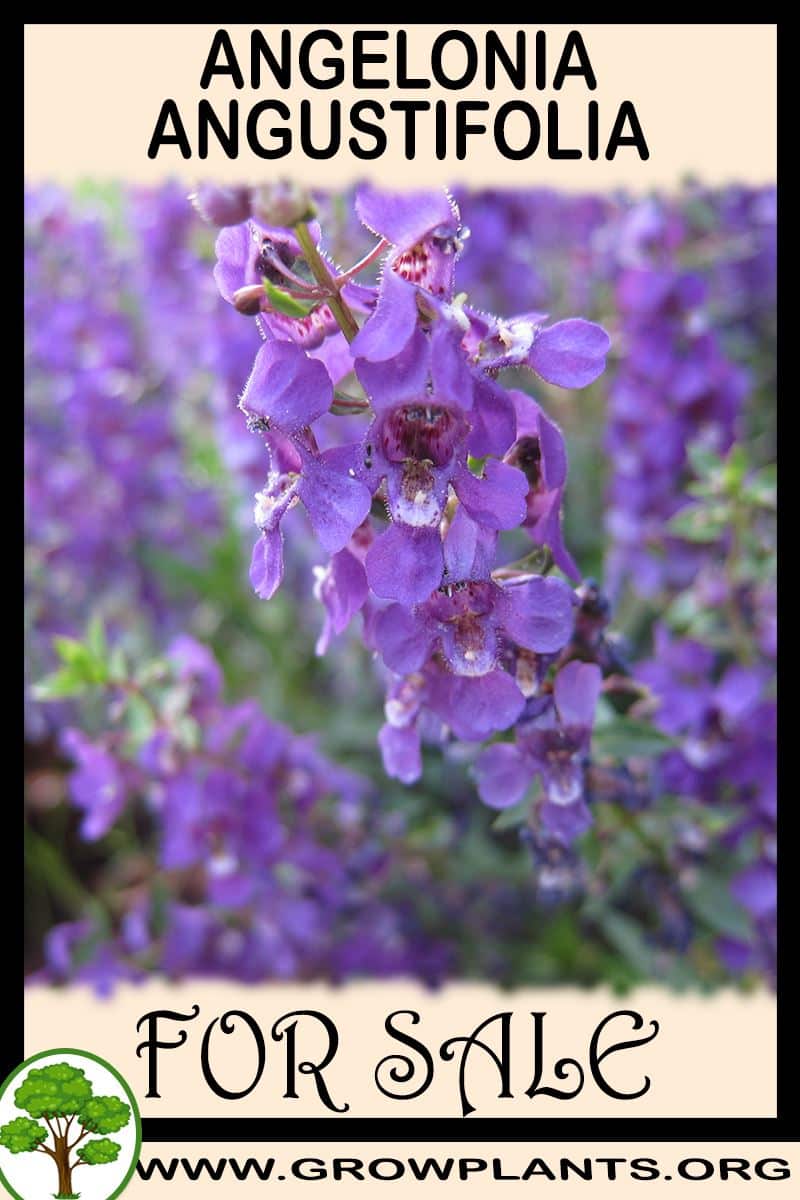 Angelonia angustifolia for sale