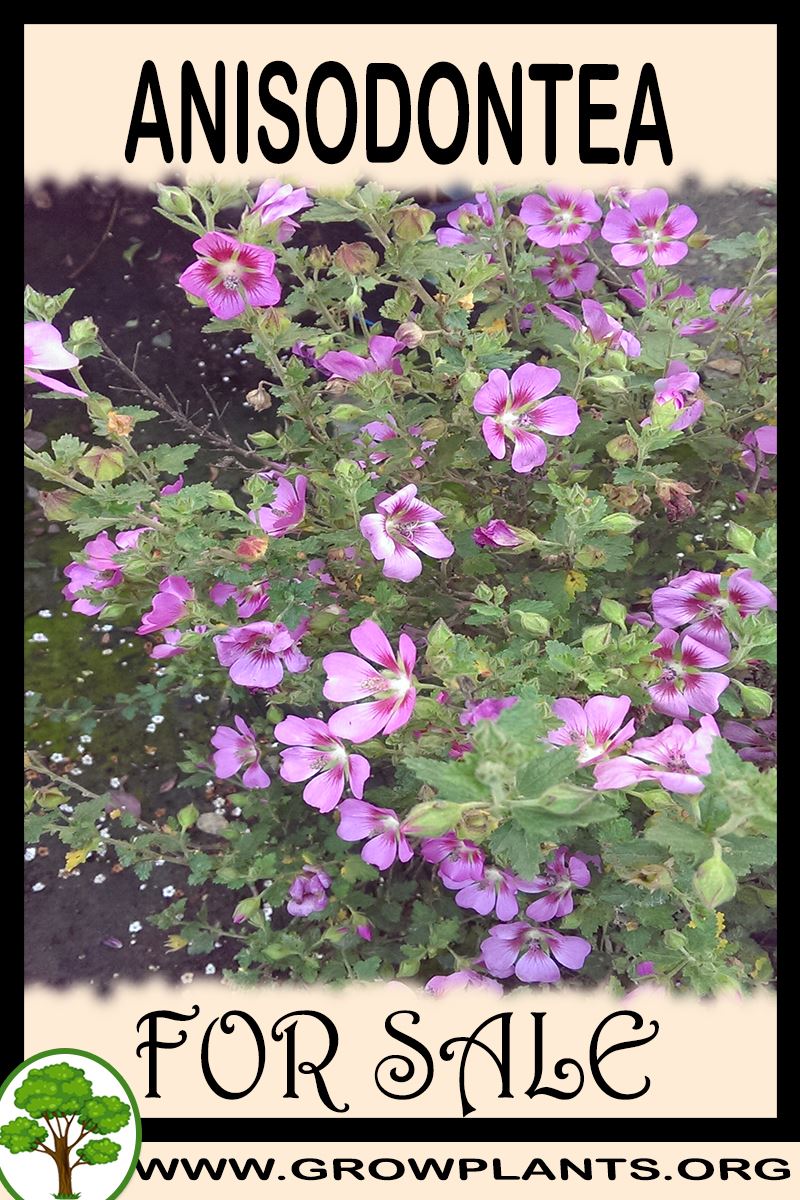 Anisodontea for sale