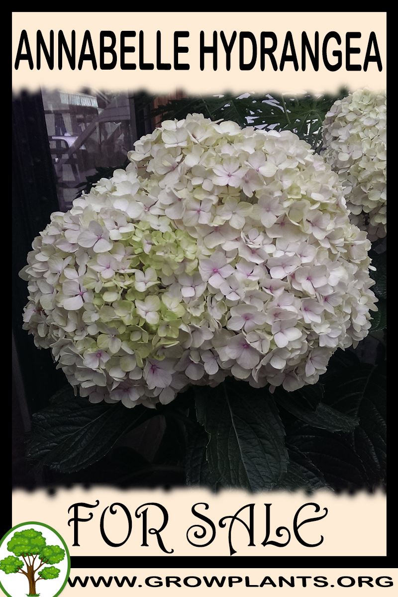 Annabelle hydrangea for sale