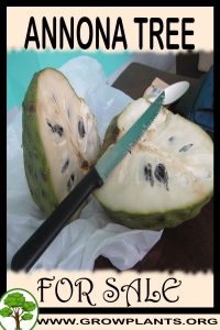 Annona for Sale: Pre-Purchase & Growing Guide Annona for sale