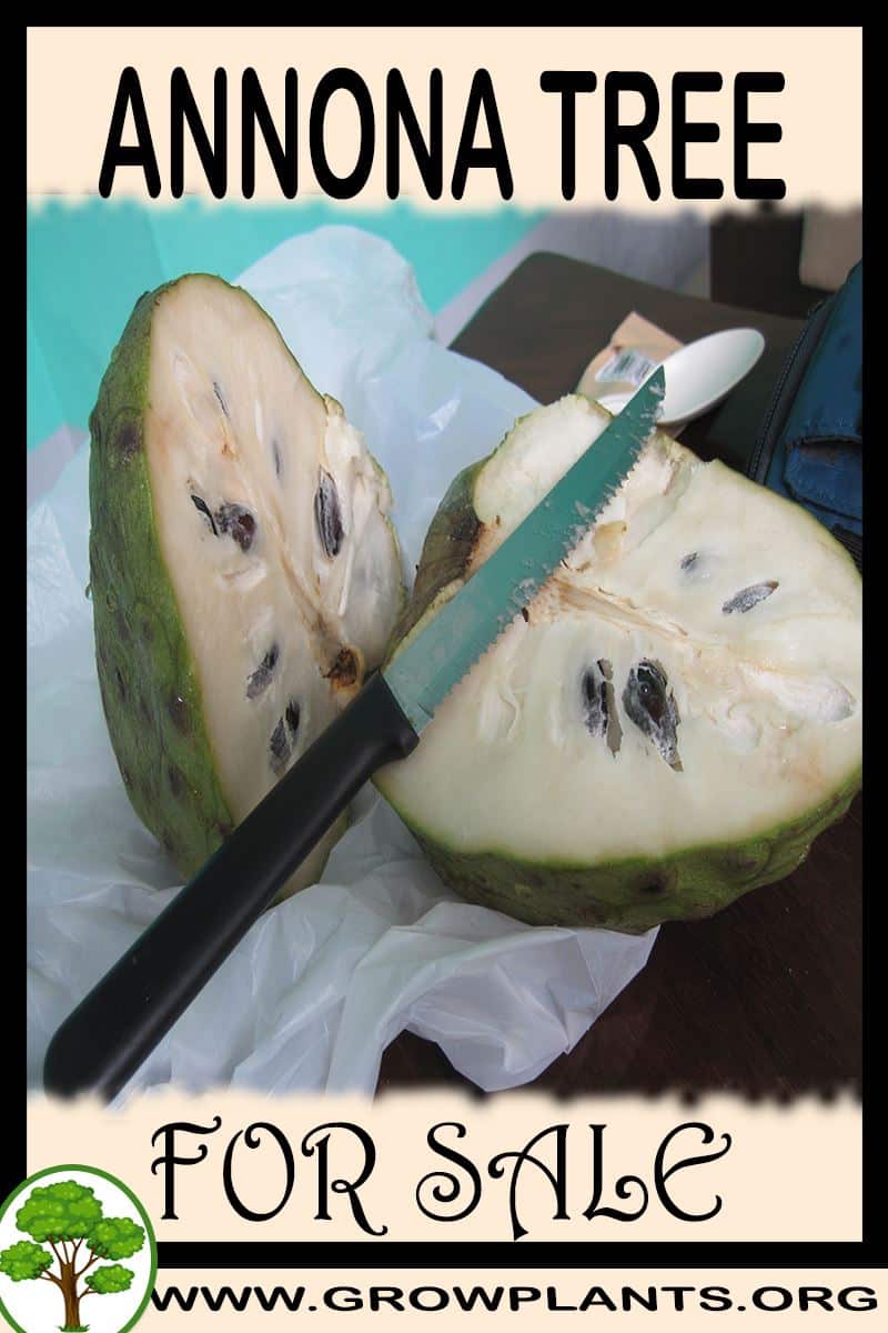 Annona for sale