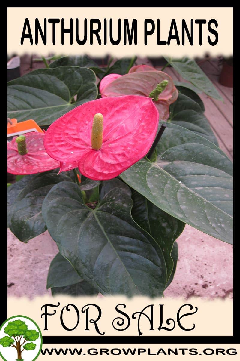 Anthurium plants for sale