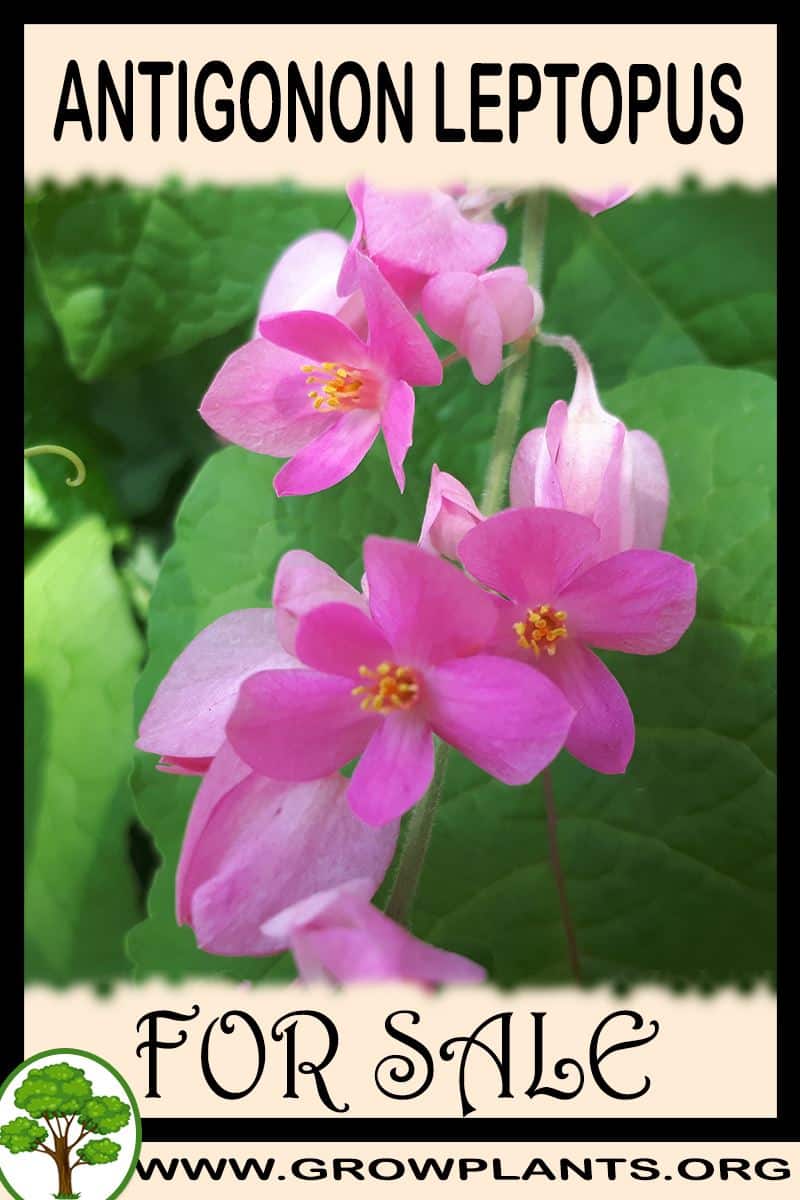 Antigonon leptopus for sale