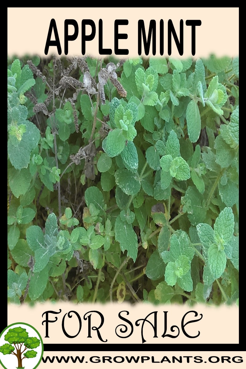 Apple mint for sale