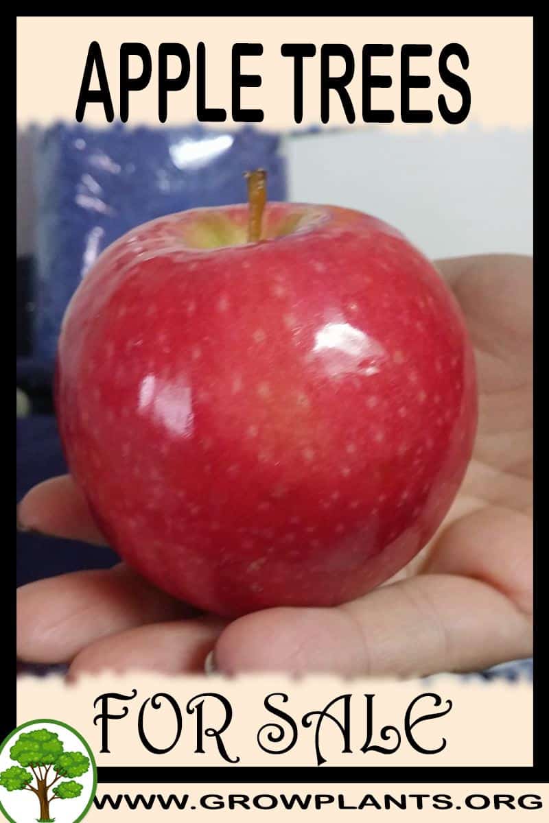 Apple trees for sale