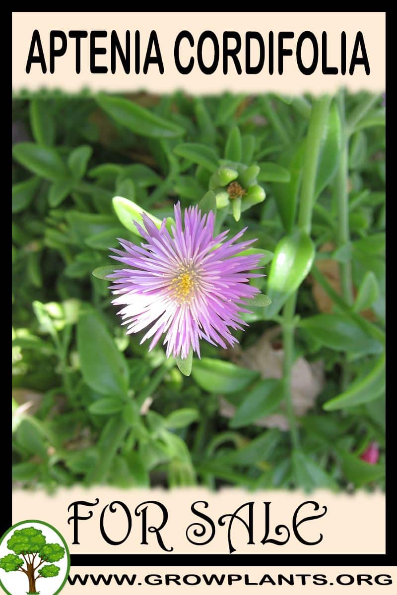 Aptenia Cordifolia for sale