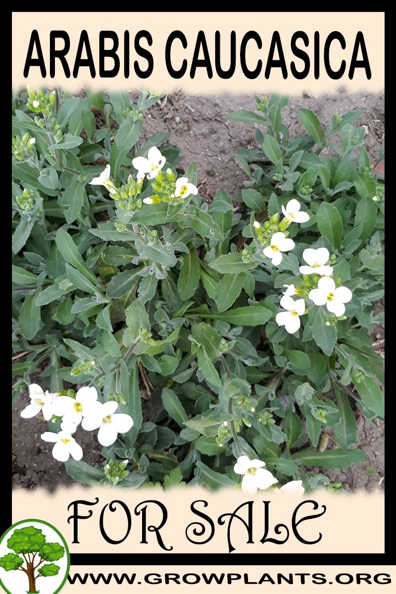 Arabis caucasica for sale