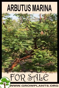 Arbutus marina for sale
