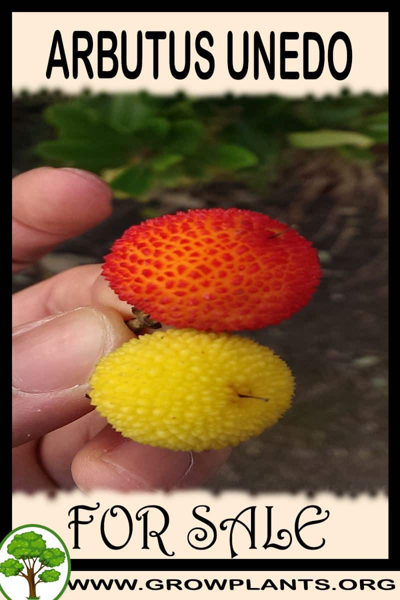Arbutus unedo for sale