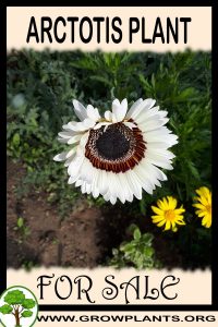 Arctotis for sale