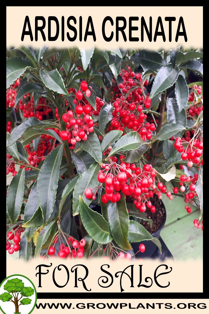 Ardisia crenata for sale