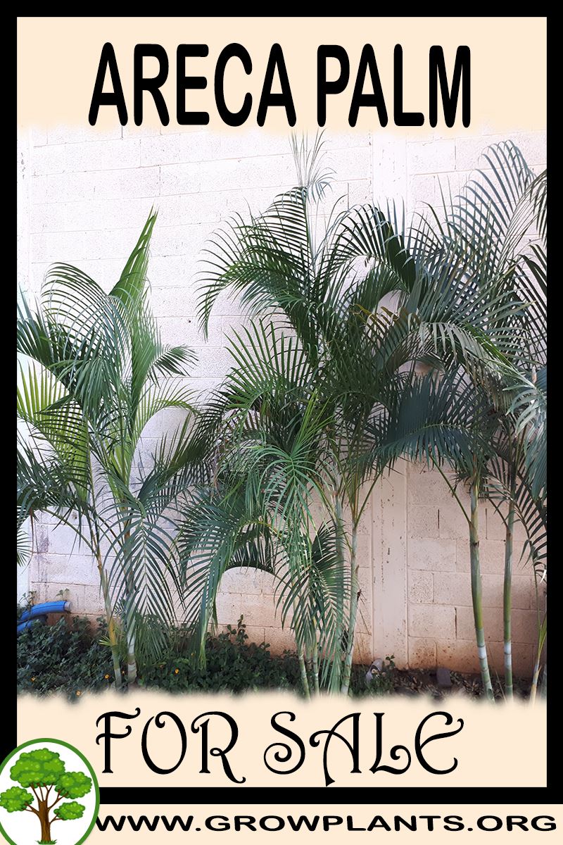 Areca palm for sale