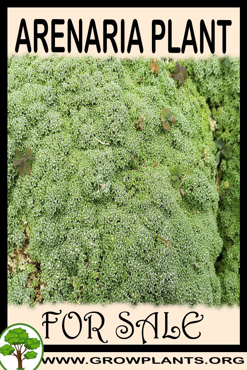 Arenaria for sale