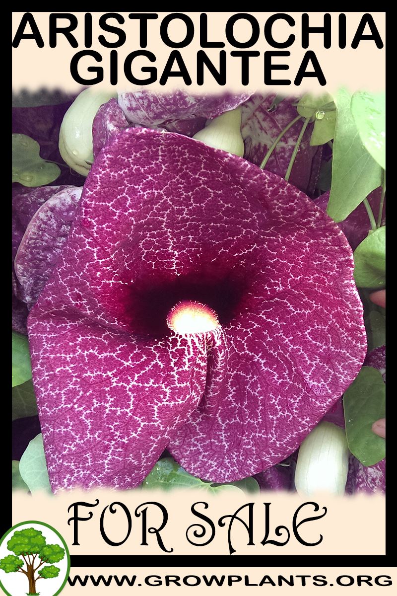 Aristolochia gigantea for sale
