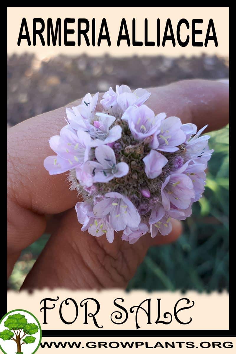 Armeria alliacea for sale