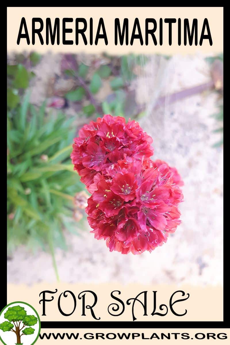 Armeria maritima for sale