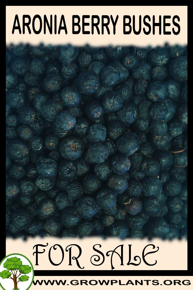 Aronia berry bushes for sale