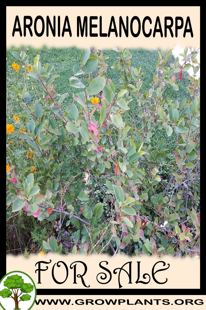 Aronia melanocarpa for sale