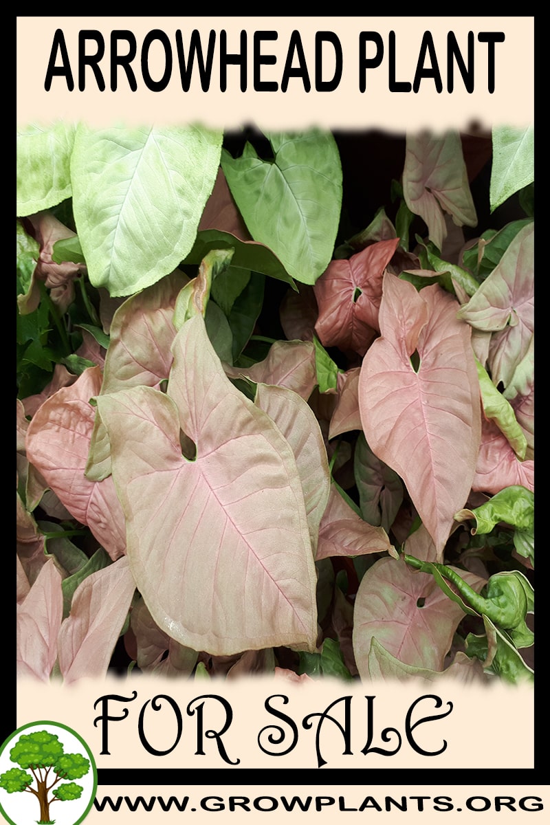 Arrowhead plant for sale