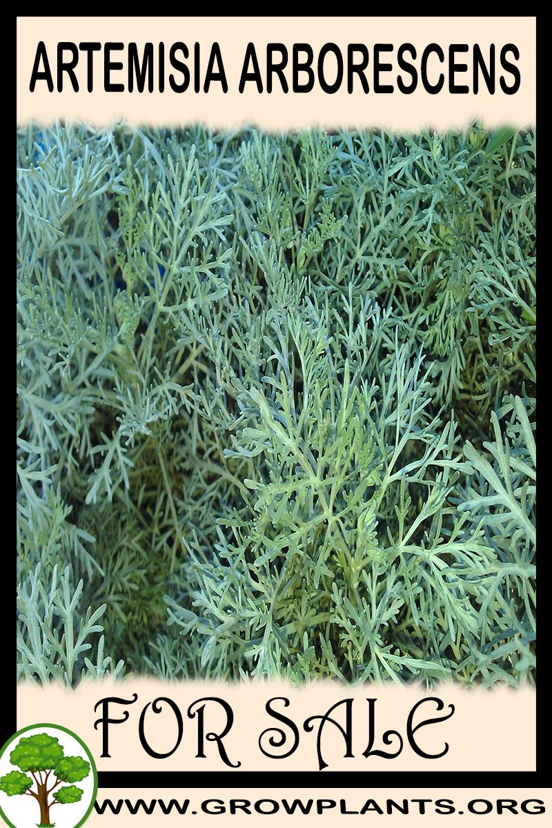 Artemisia arborescens for sale