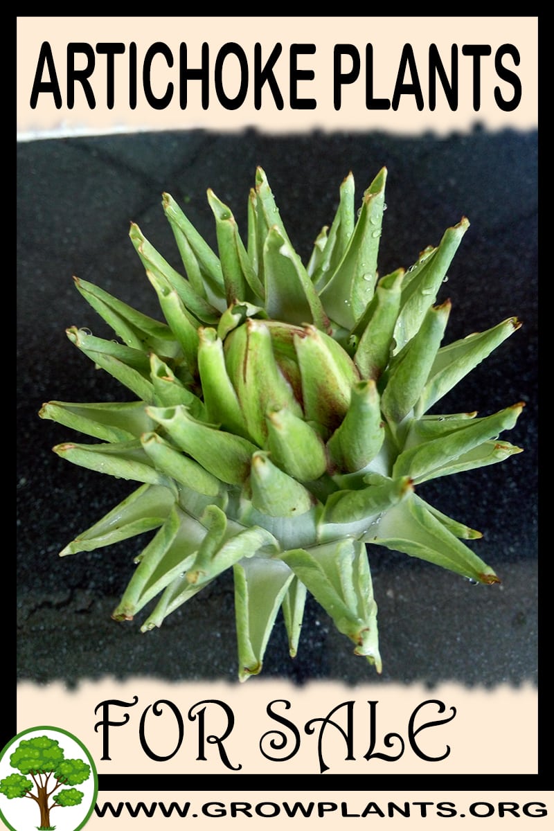 Artichoke plants for sale
