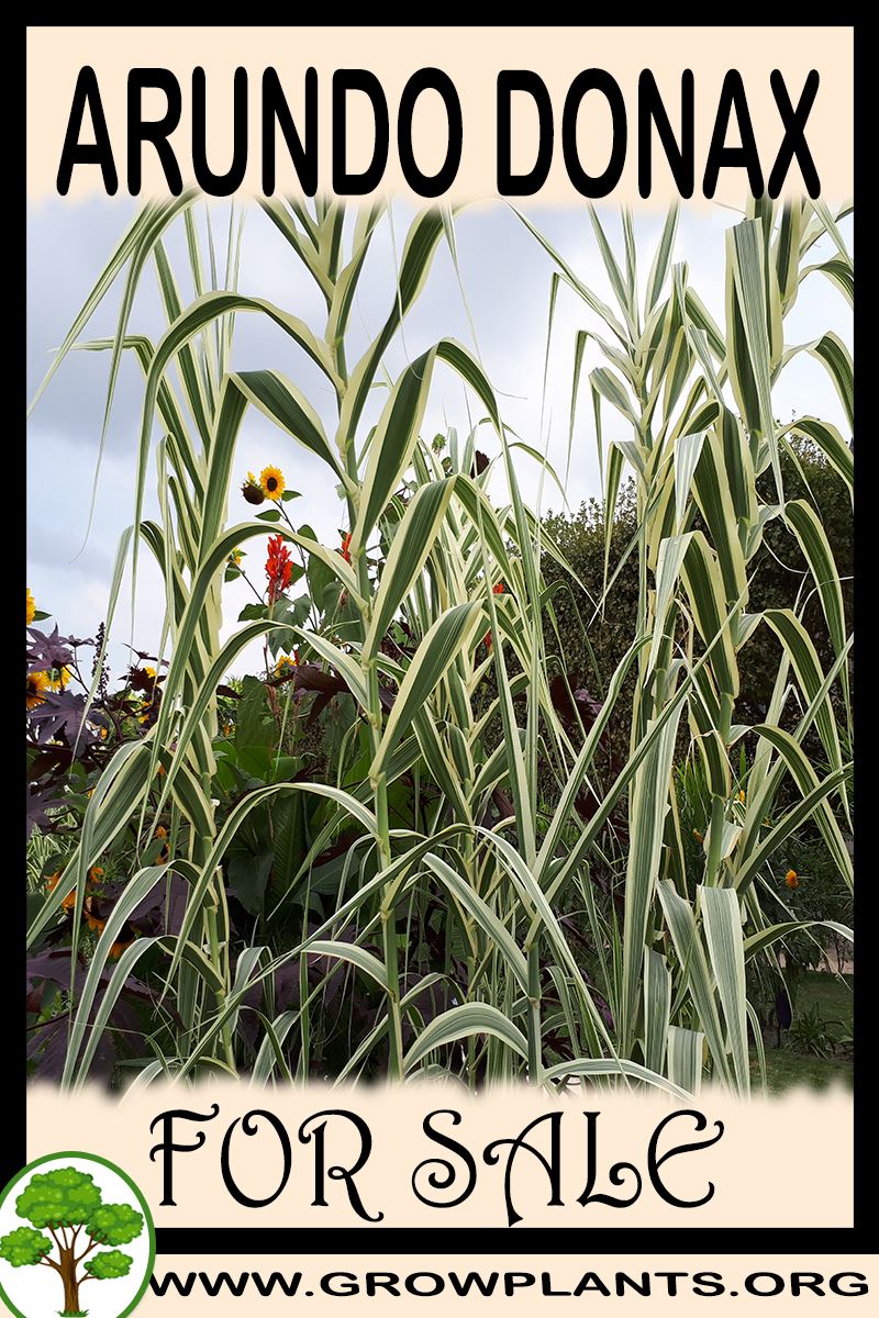 Arundo donax for sale