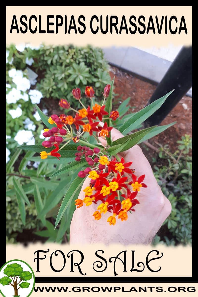 Asclepias curassavica for sale