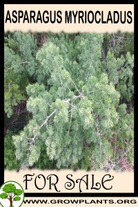 Asparagus myriocladus for sale