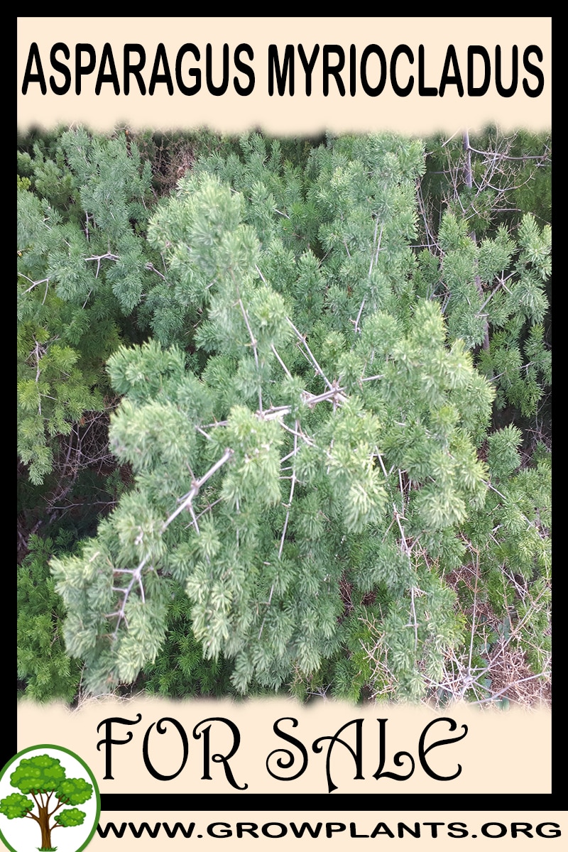 Asparagus myriocladus for sale