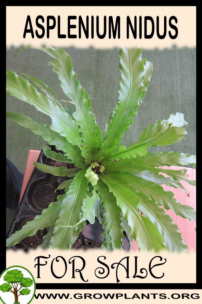Asplenium nidus for sale