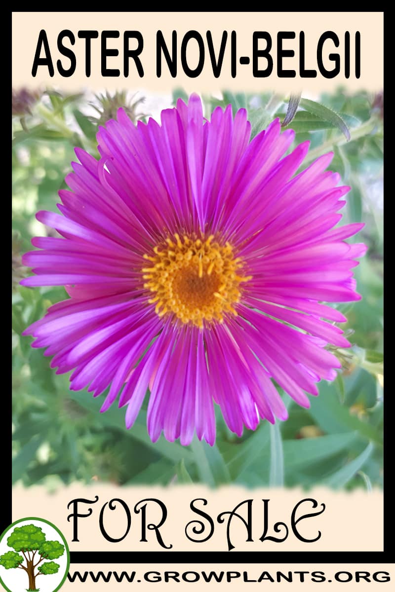 Aster novi-belgii for sale