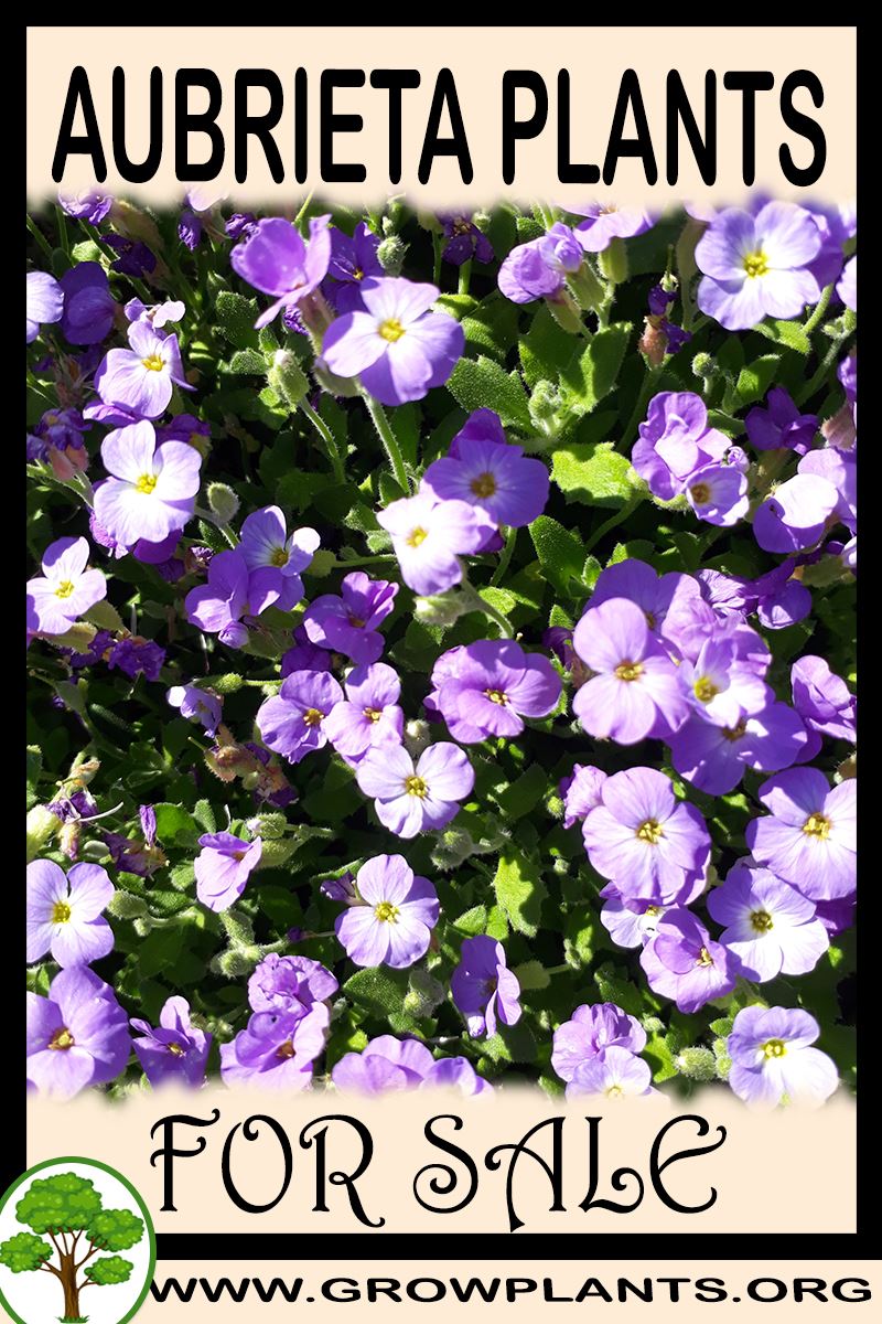 Aubrieta plants for sale