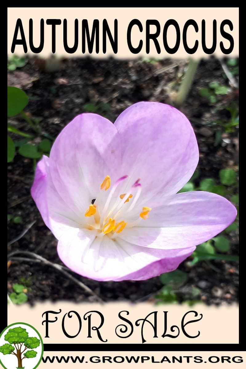 Autumn crocus for sale