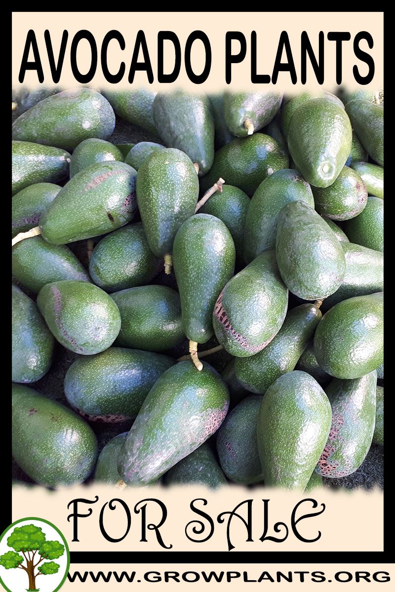 Avocado plants for sale