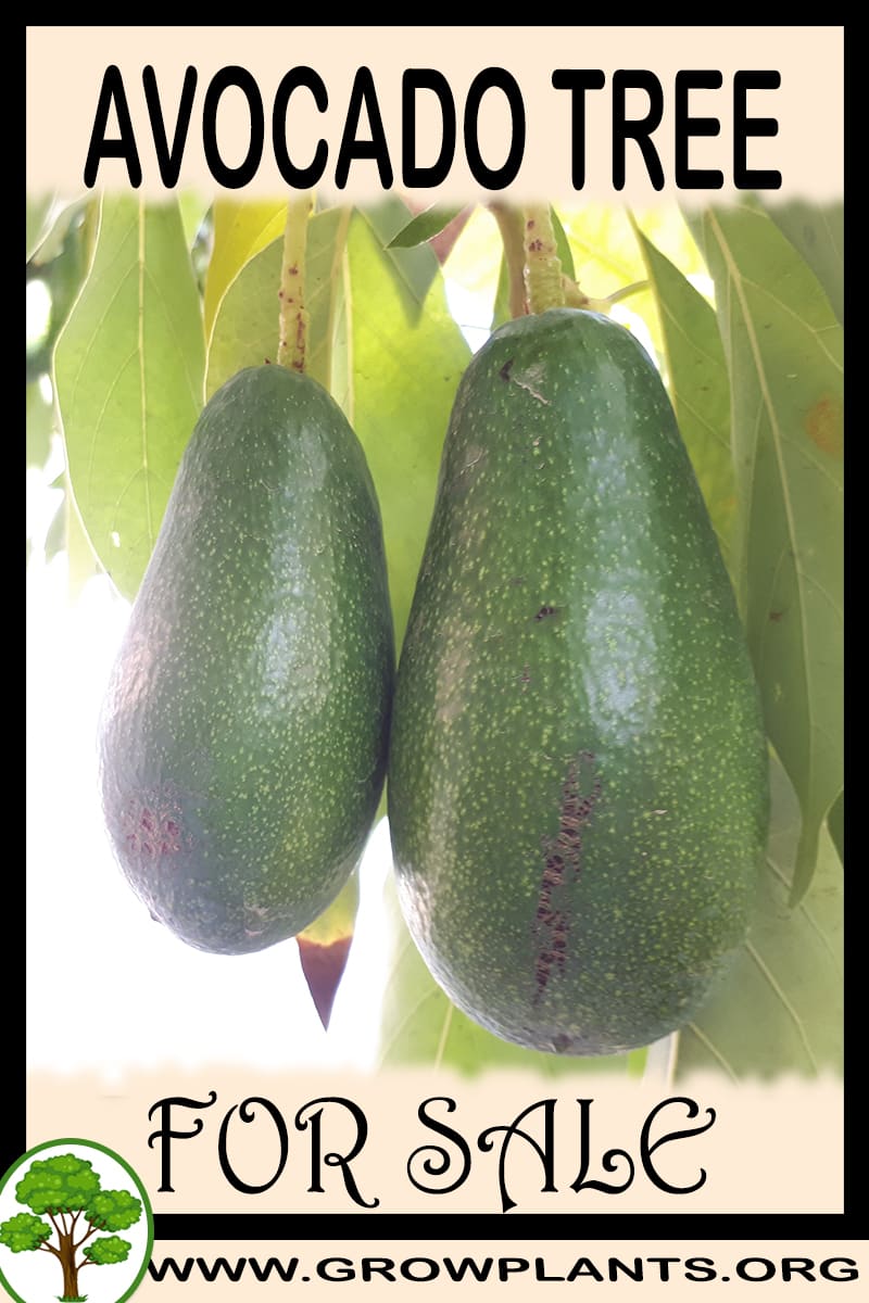 Avocado tree for sale