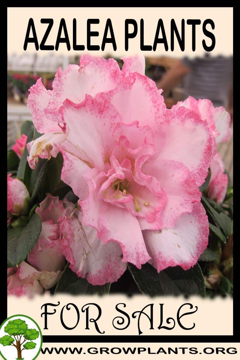 Azalea plants for sale