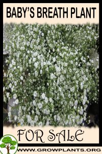 Baby’s breath plant for sale