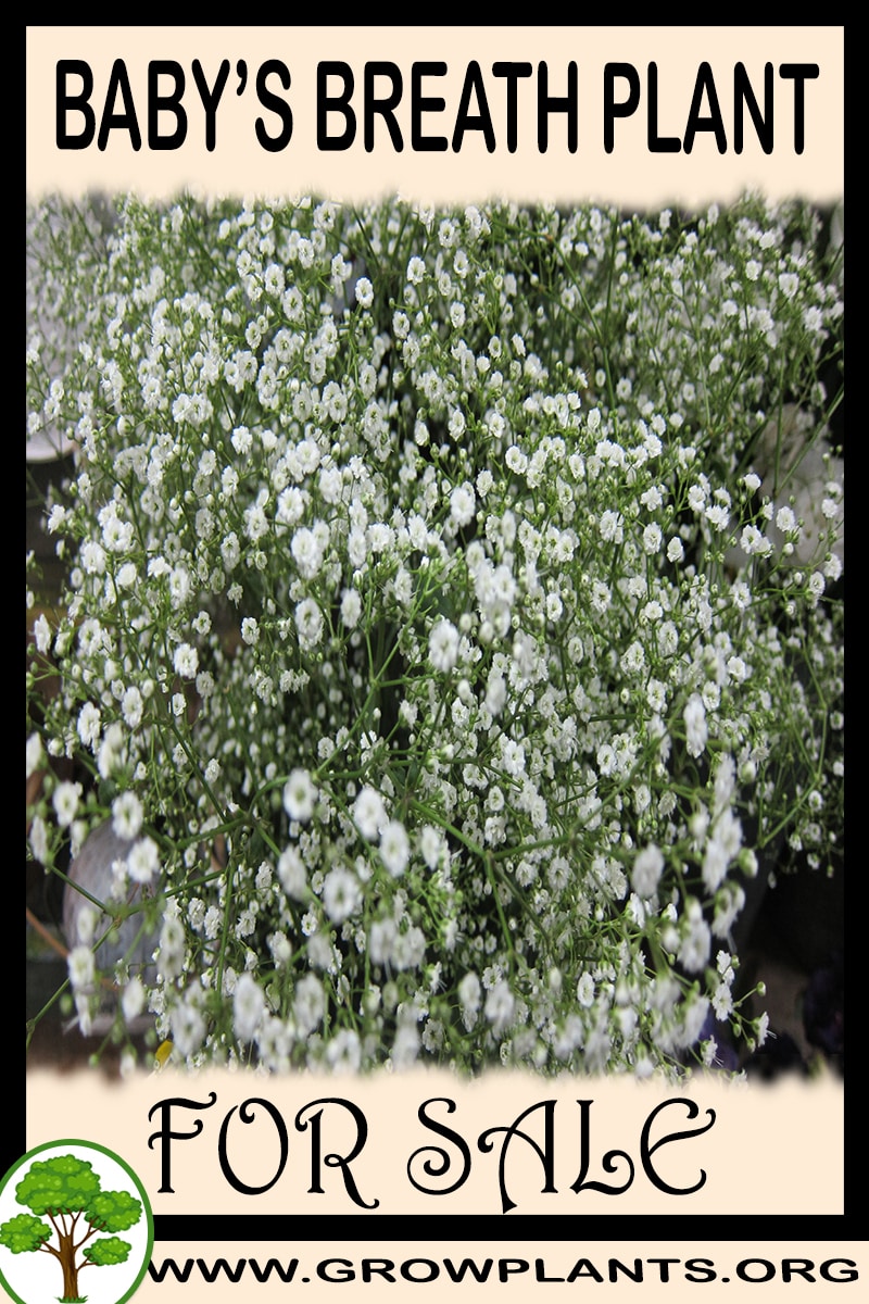 Baby’s breath plant for sale