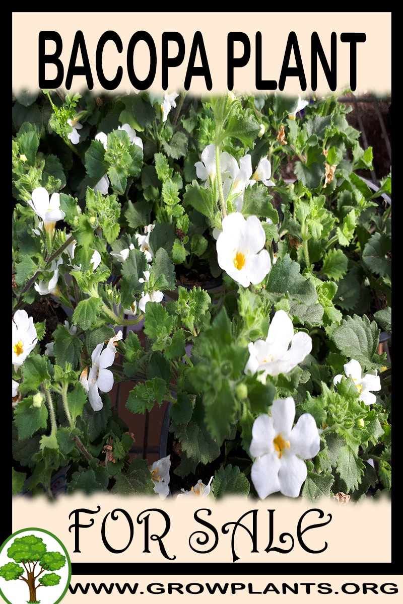 Bacopa plant for sale