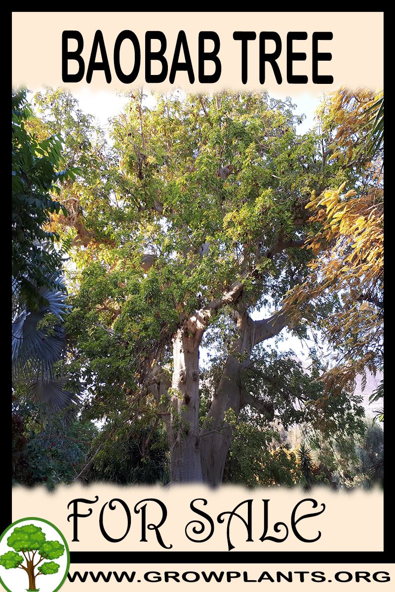 Baobab tree for sale