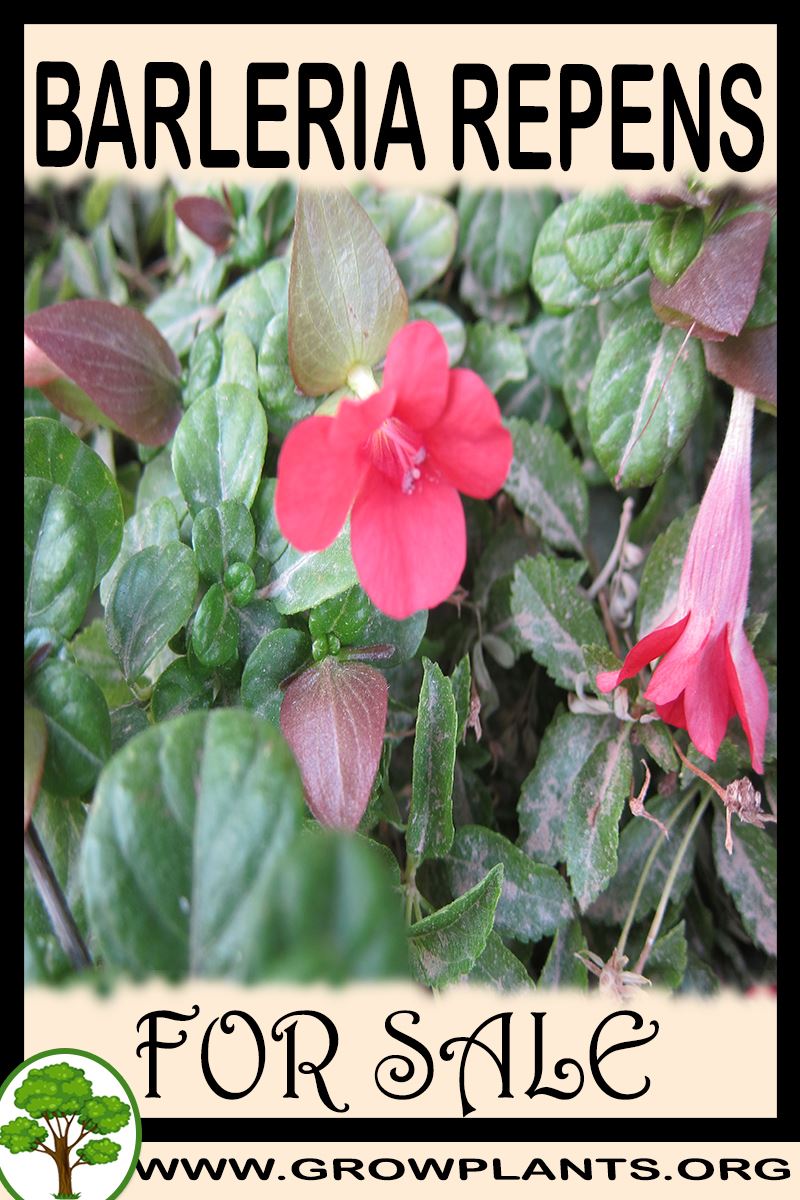 Barleria repens for sale