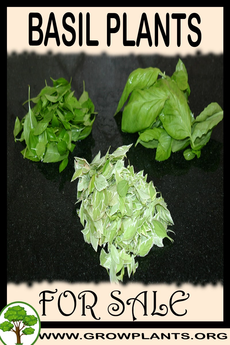 Basil plants for sale