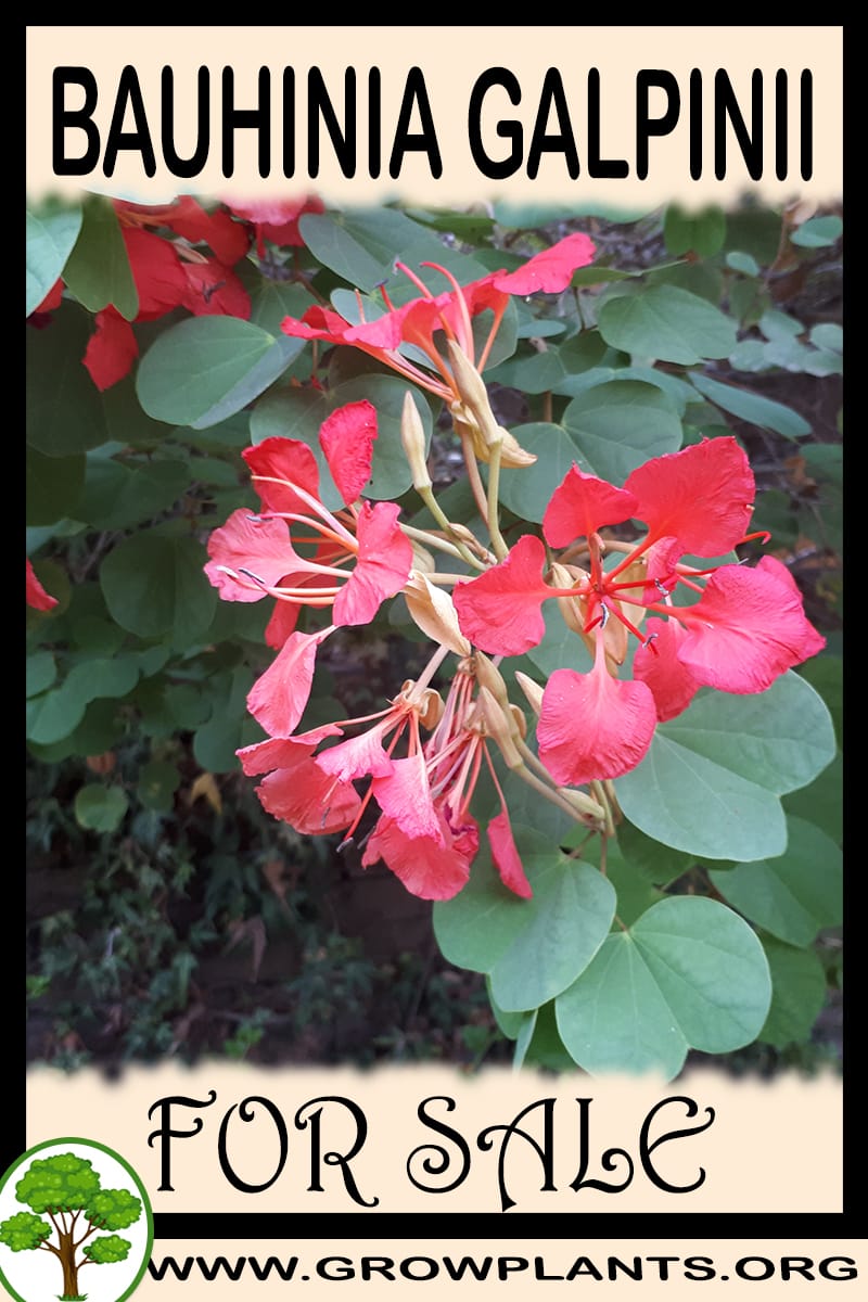 Bauhinia galpinii for sale