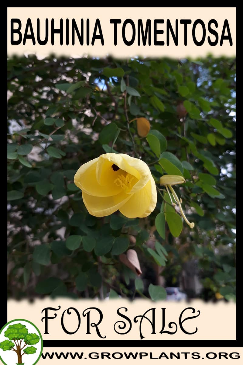 Bauhinia tomentosa for sale