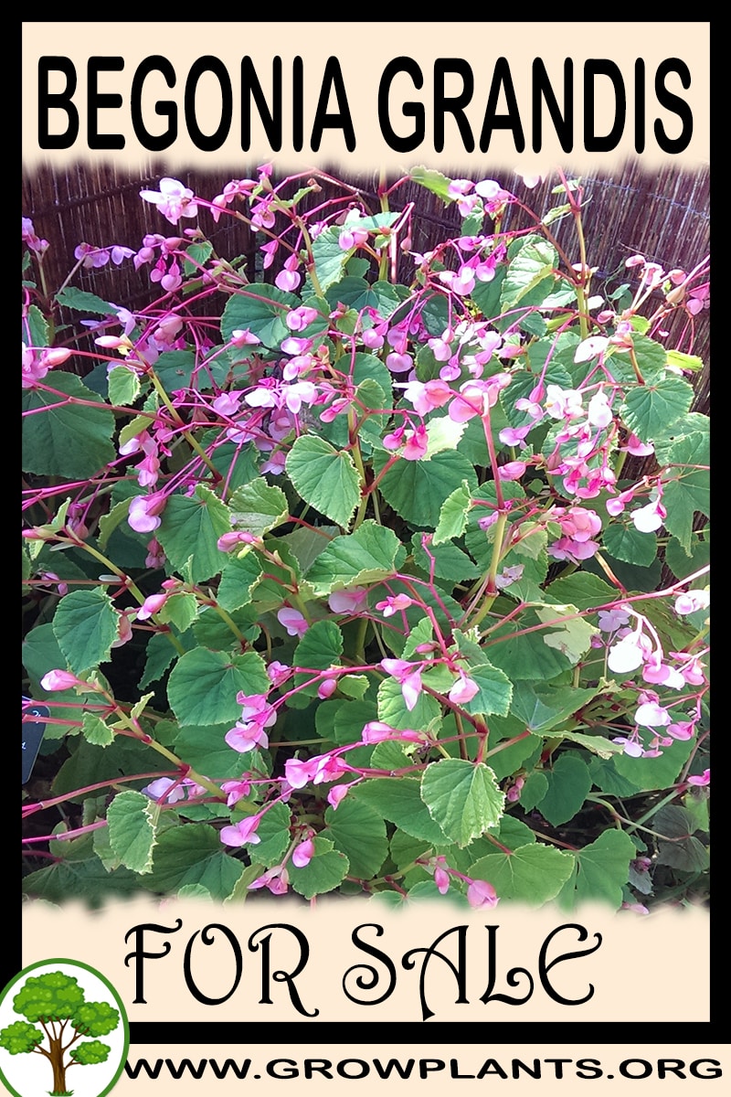Begonia grandis for sale