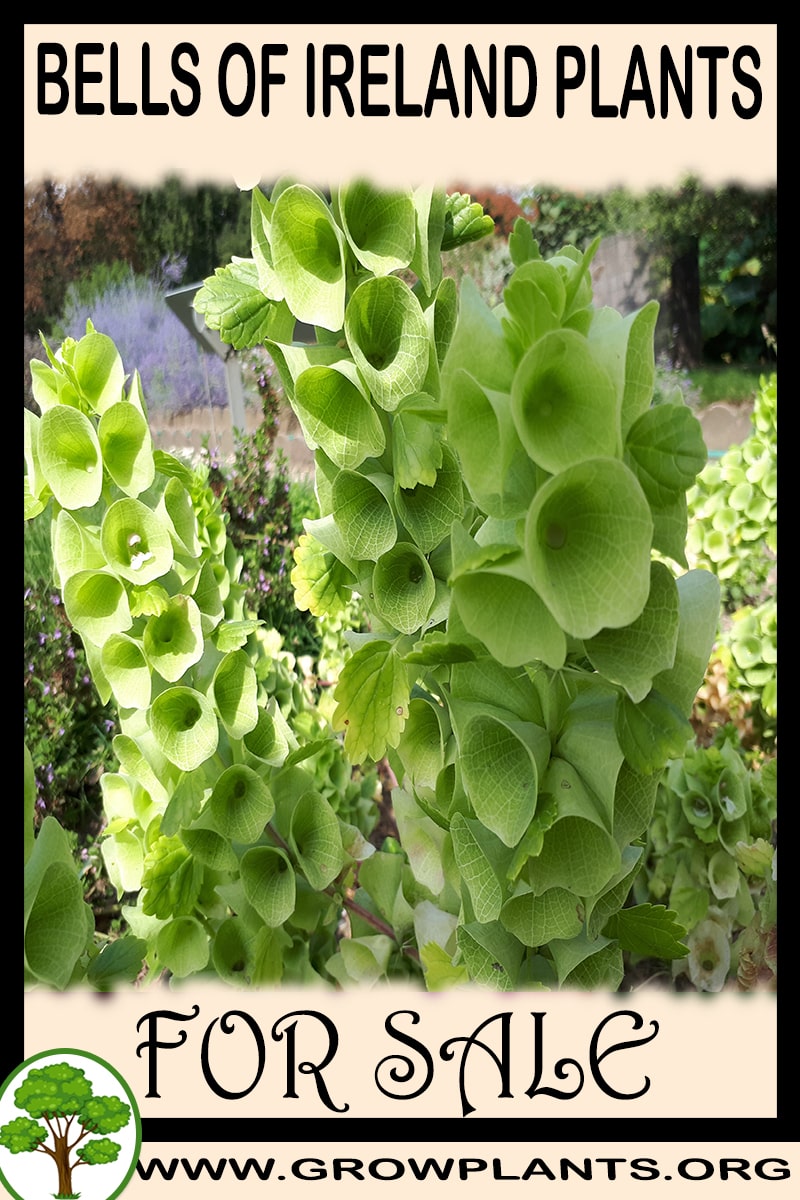 Bells of Ireland plants for sale